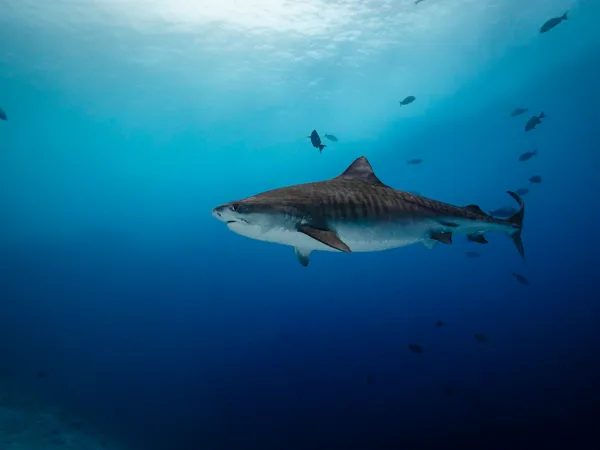 Underwater marine life photography featuring sharks, rays, and coral reef ecosystems