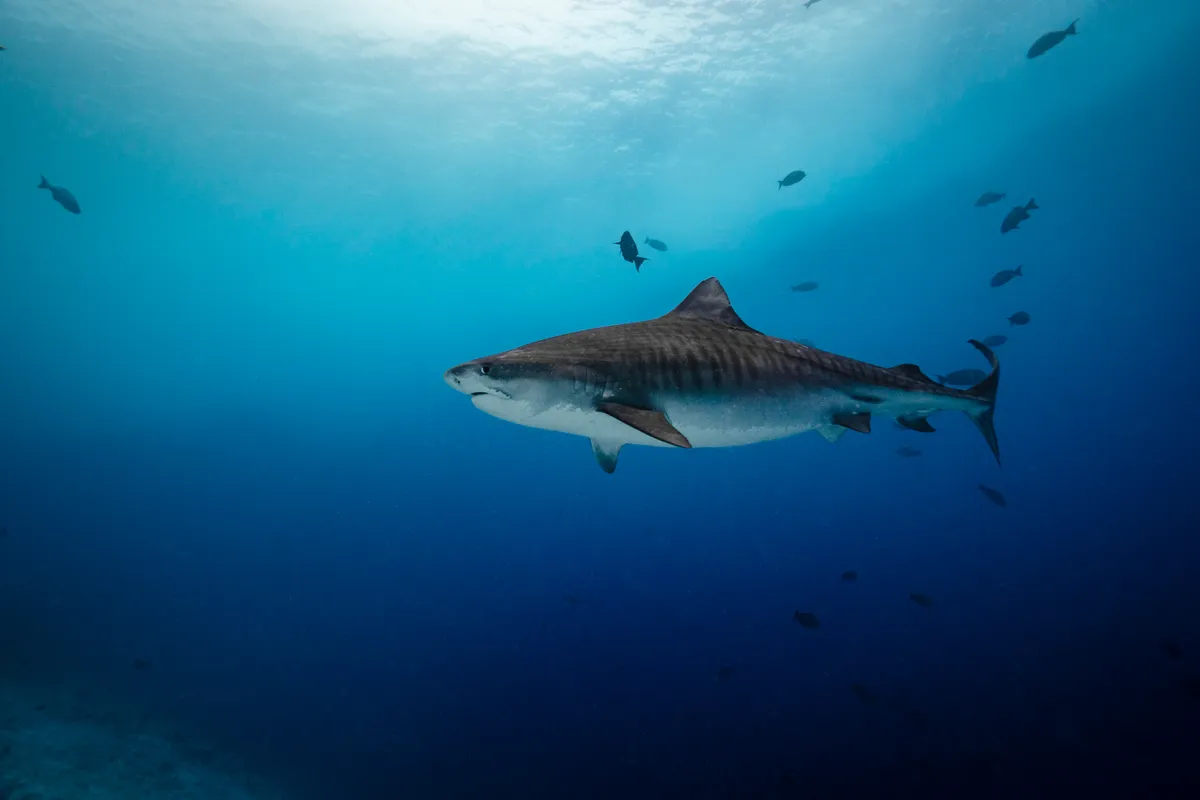 Underwater marine life photography featuring sharks, rays, and coral reef ecosystems
