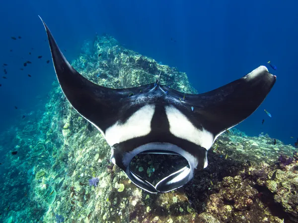 Oceanic manta ray underwater photography in Thailand